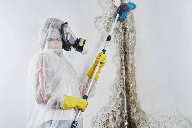 Best Toxic Mold Removal  in Bloomingdale, NJ