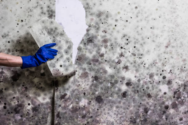 Trusted Bloomingdale, NJ Mold Removal Experts